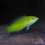 Green Coris Wrasse-45.jpg