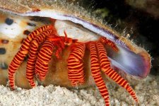 Halloween Hermit Crab (Ciliopagurus Strigatus)-15.jpg
