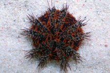 Halloween Pincushion Urchin (Tripneustes Gratilla) - 30.jpg