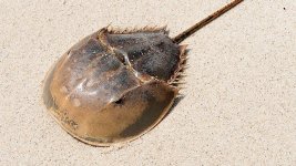 Horseshoe Crab - 35.jpg