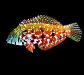 Mauritius Jewel Leopard Wrasse (Halichoeres Lapillus)-790.jpg