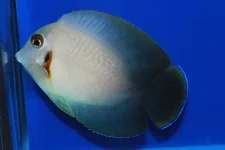 Mimic Half Black Tang-65.webp