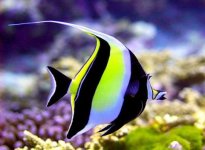 Moorish Idol (Zanclus Cornutus) - 125.jpg