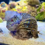 MX Turbo Snails -5.webp