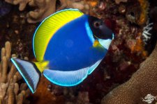 Powder Blue Surgeon - 75 .jpg