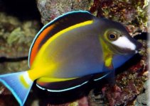 Powder Brown Tang (Acanthurus Japonicus)- 75 .jpg