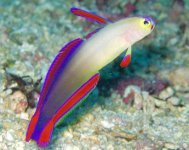 Purple Firefish (Nemateleotris Decora)- 45 .jpg