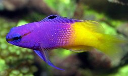 Royal Gramma Basslet (Gramma Loreto) -30.jpg