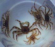 Sally Lightfoot Crab-20.jpg