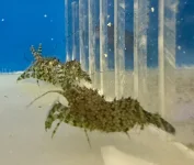 Saron Monkey Shrimp -15  .webp