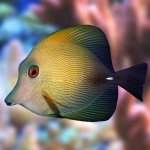 Scopas Tang (Zebrasoma Scopas)- 50.jpg