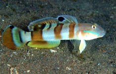 Tiger Watchman Goby (Valenciennea Wardii) -35 .jpg