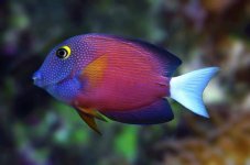 White Tail Bristletooth Tang (Ctenochaetus Flavicauda) - 250.jpg