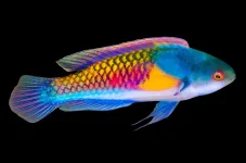 Yellow Flanked Fairy Wrasse- 75 .webp