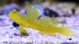 Yellow Watchman Goby (Cryptocentrus Cinctus) -25.jpg