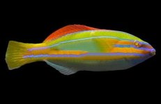 Red Shoulder Wrasse -250.jpg