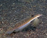 Featherfin Sand Goby - Trichonotus -100 .jpg