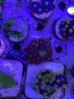 IMG_3478.jpeg