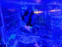 Three Stripe Damselfish.jpg