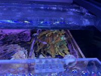 IMG_7193.jpeg