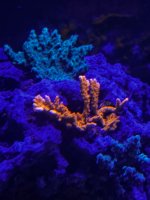 IMG_3832.jpeg