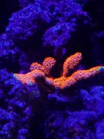 IMG_3842.jpeg