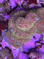 IMG_1549.jpeg
