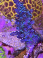 IMG_1547.jpeg