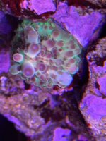 IMG_1527.jpeg