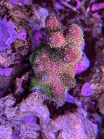 IMG_1530.jpeg