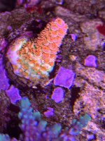 IMG_1524.jpeg