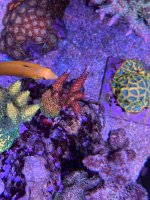 IMG_1521.jpeg