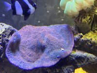 IMG_0270.jpeg