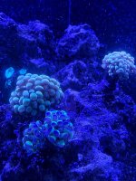 IMG_8985.jpeg