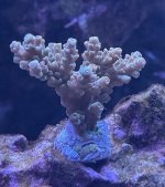 IMG_8975.jpeg