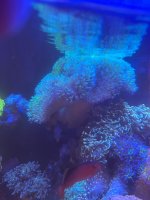 IMG_2522.jpeg