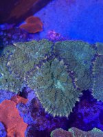 IMG_5211.jpeg