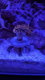PXL_20260425_030414732.MACRO_FOCUS.MP.jpg