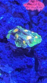 PXL_20260502_032837310.MACRO_FOCUS.jpg