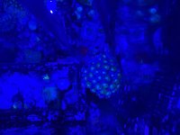 IMG_0407.jpeg