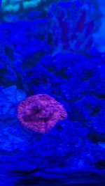 PXL_20260501_224341509.MACRO_FOCUS.MP.jpg