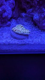 PXL_20260425_030429772.MACRO_FOCUS.MP.jpg
