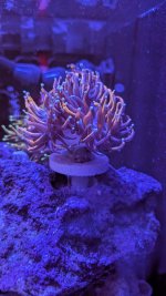 PXL_20260502_032747415.MACRO_FOCUS.jpg
