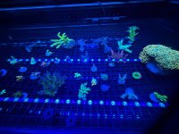 IMG_0782.jpeg