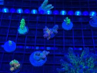 IMG_0784.jpeg