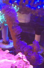 Corky Sea Finger.jpg