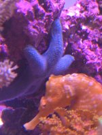 Blue Starfish.jpg