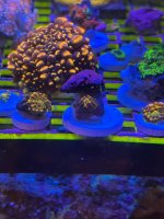 IMG_1850.jpeg