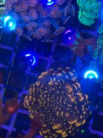 IMG_1761.jpeg