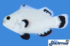 snow_storm_clownfish2.png